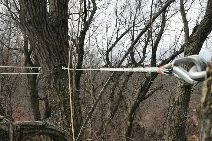 Close-up of a tree cable bracing system in Harlow, showcasing a method to support and stabilize trees.