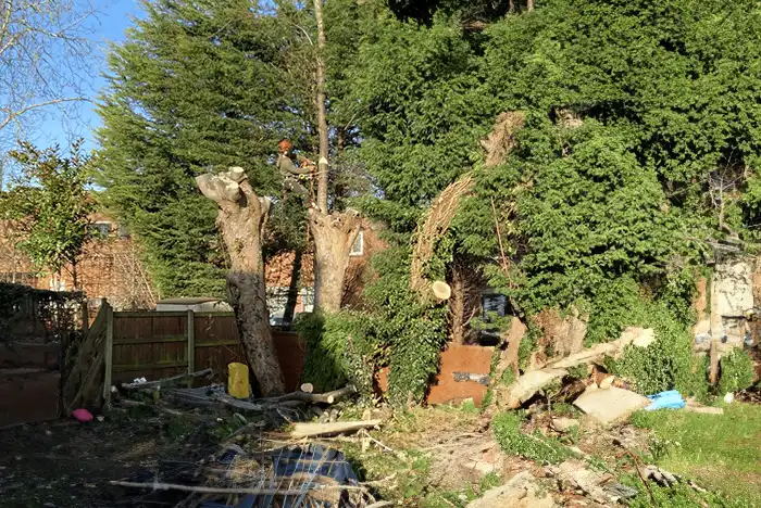 Emergency tree removal in Harlow after storm damage