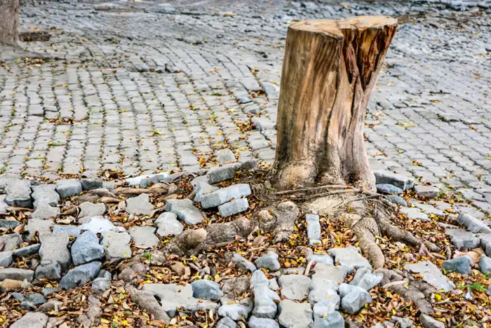 Freshly cut tree stump with disrupted cobblestones and leaves in Harlow.