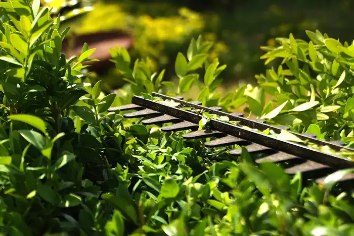 Close-up of hedge trimmer blades cutting through a lush hedge in Harlow, showcasing precision.